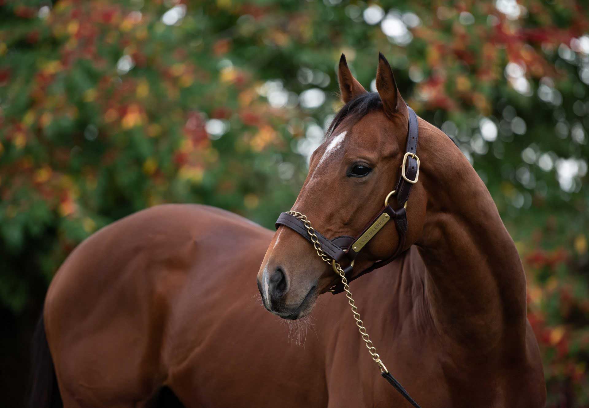 Coolmore Tours
