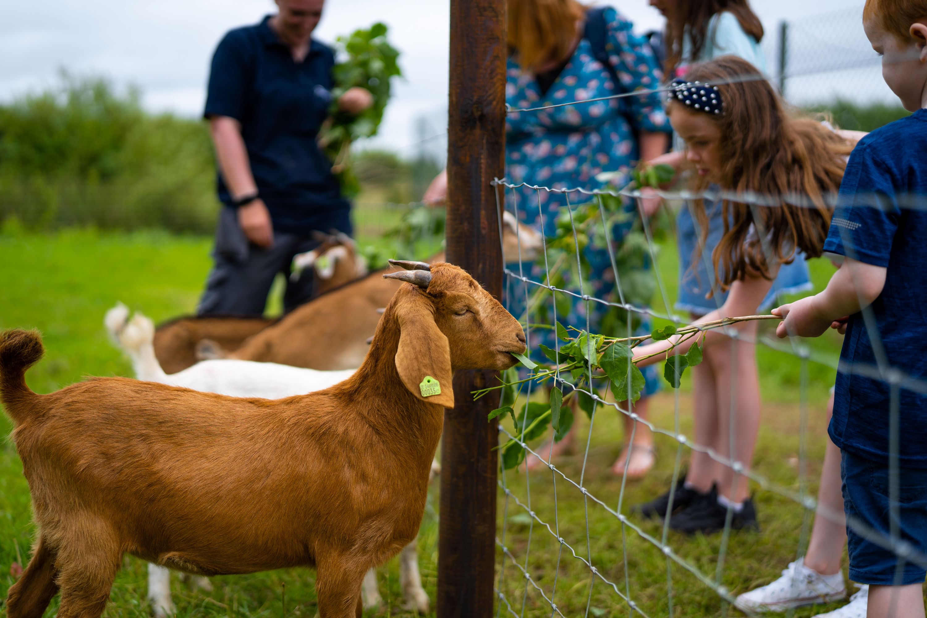 Party at the Paddocks